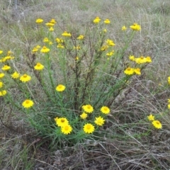 Xerochrysum viscosum at Kambah, ACT - 10 Nov 2017 04:04 PM