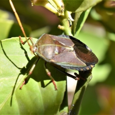 Musgraveia sulciventris (Bronze Orange Bug) at QPRC LGA - 10 Nov 2017 by Varanus