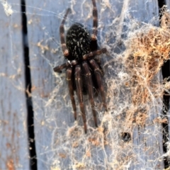 Badumna insignis (Black House Spider) at Wamboin, NSW - 10 Nov 2017 by Varanus