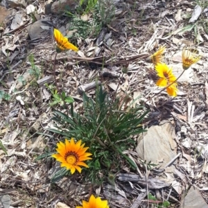 Gazania rigens at Bywong, NSW - 16 Oct 2015