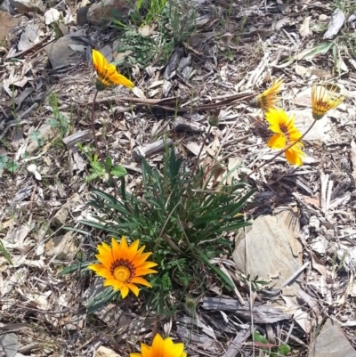 Gazania rigens (Treasure Flower) at Bywong, NSW - 16 Oct 2015 by Varanus