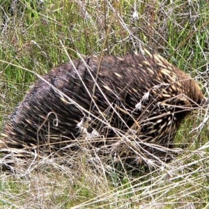 Tachyglossus aculeatus at Tuggeranong DC, ACT - 5 Oct 2006 04:10 PM