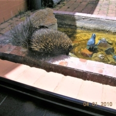 Tachyglossus aculeatus (Short-beaked Echidna) at Wamboin, NSW - 4 Jan 2010 by Varanus