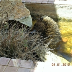 Tachyglossus aculeatus at Wamboin, NSW - 4 Jan 2010