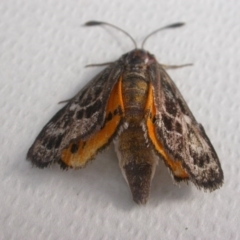 Synemon plana (Golden Sun Moth) at Mount Majura - 10 Nov 2017 by waltraud