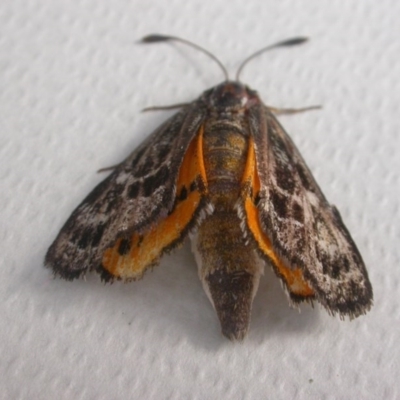 Synemon plana (Golden Sun Moth) at Watson, ACT - 10 Nov 2017 by waltraud