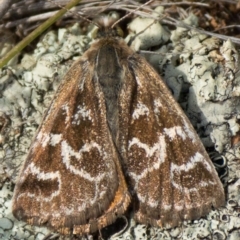 Synemon plana (Golden Sun Moth) at Watson, ACT - 31 Oct 2013 by waltraud