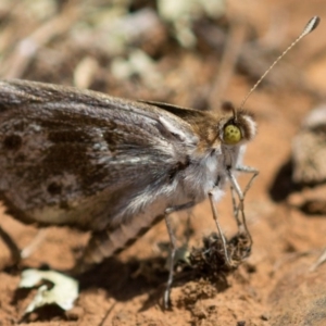 Synemon plana at Watson, ACT - 1 Nov 2013 12:00 AM