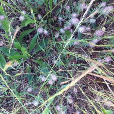 Trifolium arvense var. arvense (Haresfoot Clover) at Hughes Garran Woodland - 8 Nov 2017 by ruthkerruish