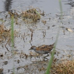 Zapornia pusilla (Baillon's Crake) at Fyshwick, ACT - 28 Oct 2017 by HelenCross