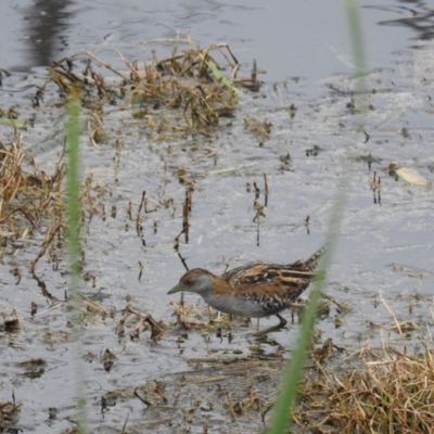 Zapornia pusilla (Baillon's Crake) at Fyshwick, ACT - 27 Oct 2017 by HelenCross