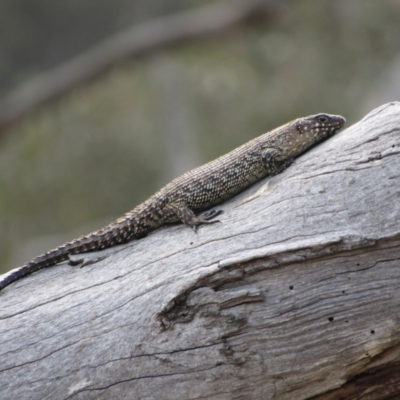 Egernia cunninghami (Cunningham's Skink) at Goorooyarroo NR (ACT) - 11 Nov 2017 by KShort