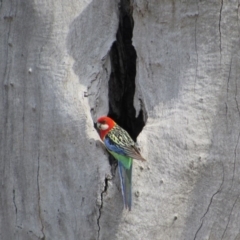 Platycercus eximius (Eastern Rosella) at Kenny, ACT - 11 Nov 2017 by KShort