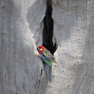 Platycercus eximius (Eastern Rosella) at Kenny, ACT - 11 Nov 2017 by KShort