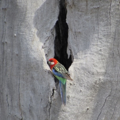 Platycercus eximius (Eastern Rosella) at Kenny, ACT - 10 Nov 2017 by KShort