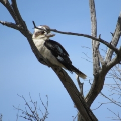 Dacelo novaeguineae (Laughing Kookaburra) at Goorooyarroo NR (ACT) - 11 Nov 2017 by KShort