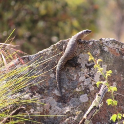 Egernia cunninghami (Cunningham's Skink) at Goorooyarroo NR (ACT) - 11 Nov 2017 by KShort