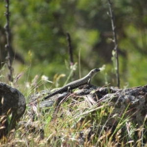 Egernia cunninghami at Goorooyarroo NR (ACT) - 11 Nov 2017