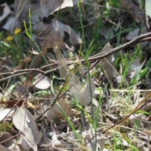 Hemicordulia tau at Goorooyarroo NR (ACT) - 11 Nov 2017 10:58 AM