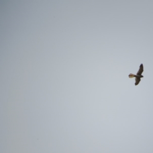 Falco cenchroides at Goorooyarroo NR (ACT) - 11 Nov 2017