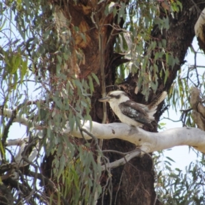 Dacelo novaeguineae at Goorooyarroo NR (ACT) - 11 Nov 2017