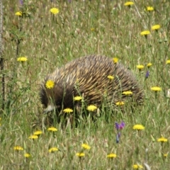 Tachyglossus aculeatus (Short-beaked Echidna) at Goorooyarroo NR (ACT) - 11 Nov 2017 by KShort