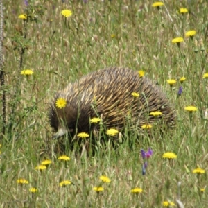 Tachyglossus aculeatus at Goorooyarroo NR (ACT) - 11 Nov 2017