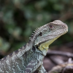 Intellagama lesueurii howittii (Gippsland Water Dragon) at ANBG - 4 Nov 2017 by SallyandPeter