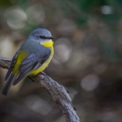 Eopsaltria australis (Eastern Yellow Robin) at Acton, ACT - 4 Nov 2017 by SallyandPeter