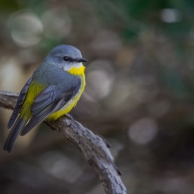 Eopsaltria australis (Eastern Yellow Robin) at Acton, ACT - 4 Nov 2017 by SallyandPeter