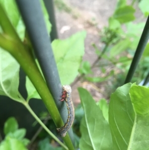 Chlenias banksiaria group at Ainslie, ACT - 30 Oct 2017 06:54 PM