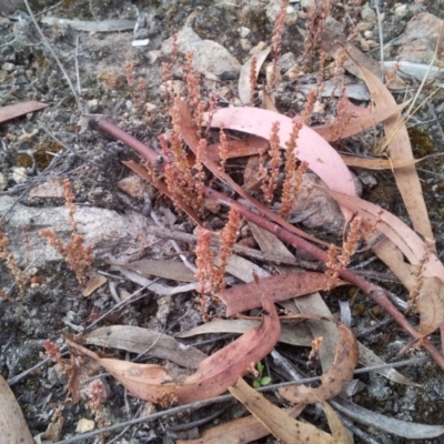 Crassula sieberiana (Austral Stonecrop) at Little Taylor Grasslands - 10 Nov 2017 by RosemaryRoth