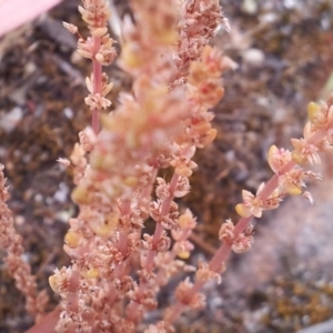 Crassula sieberiana at Kambah, ACT - 10 Nov 2017