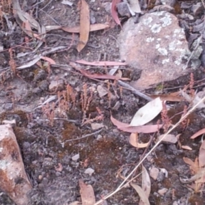 Crassula sieberiana at Kambah, ACT - 10 Nov 2017