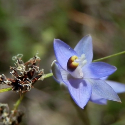 Thelymitra brevifolia (Short-leaf Sun Orchid) at Mount Majura - 30 Oct 2014 by waltraud