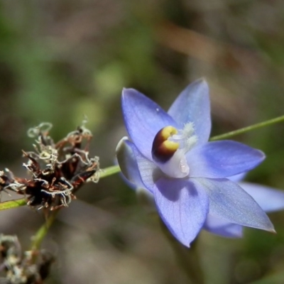 Thelymitra brevifolia (Short-leaf Sun Orchid) at Canberra Central, ACT - 31 Oct 2014 by waltraud