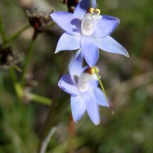 Thelymitra brevifolia at Canberra Central, ACT - 31 Oct 2014