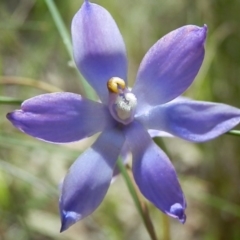 Thelymitra megcalyptra (Swollen Sun Orchid) at Hackett, ACT - 30 Oct 2014 by waltraud