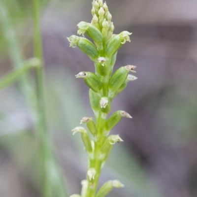 Microtis sp. (Onion Orchid) at Michelago, NSW - 8 Dec 2014 by Illilanga