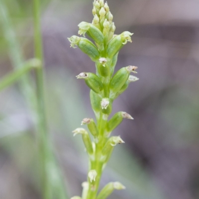 Microtis sp. (Onion Orchid) at Illilanga & Baroona - 8 Dec 2014 by Illilanga