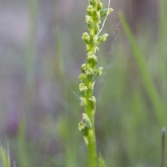 Microtis sp. (Onion Orchid) at Illilanga & Baroona - 22 Oct 2014 by Illilanga