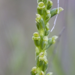 Microtis sp. at Illilanga & Baroona - 22 Oct 2014