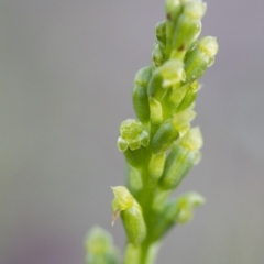 Microtis sp. at Illilanga & Baroona - 22 Oct 2014