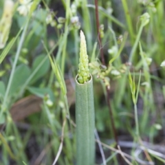 Microtis sp. at Illilanga & Baroona - 22 Oct 2014