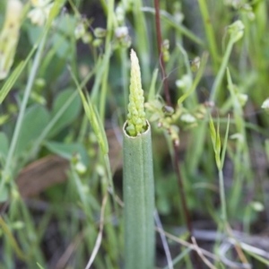 Microtis sp. at Illilanga & Baroona - 22 Oct 2014