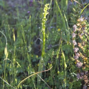 Microtis sp. at Illilanga & Baroona - 22 Oct 2014