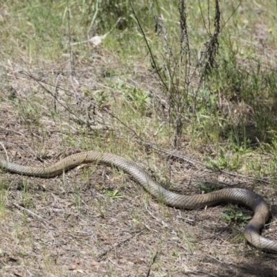 Pseudonaja textilis (Eastern Brown Snake) at Pine Island to Point Hut - 1 Nov 2017 by Pixelking