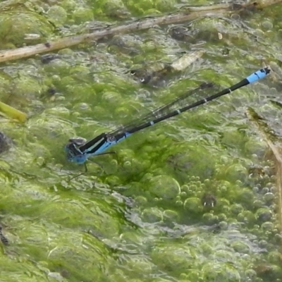 Austroagrion watsoni (Eastern Billabongfly) at Yass, NSW - 11 Nov 2017 by JohnBundock