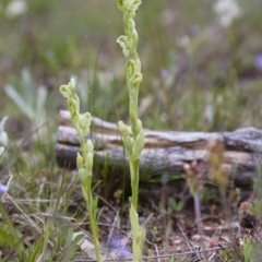 Hymenochilus cycnocephalus (Swan greenhood) at Illilanga & Baroona - 9 Oct 2016 by Illilanga