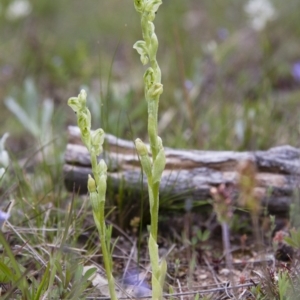 Hymenochilus cycnocephalus at Illilanga & Baroona - 9 Oct 2016